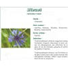 BLEUET FLEUR IPHYM, Fleur de bleuet, vrac. entière - sac 25 g