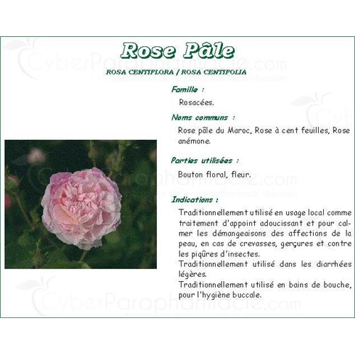 ROSE PÂLE BOUTON IPHYM, Bouton de rose pâle, vrac. - sac 250 g