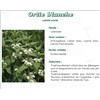 NETTLE PLANT IPHYM White, White Nettle plant, bulk. - 50 g bag