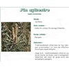 BUD PIN VITAFLOR, Bud pine bulk. - Bt 50 g