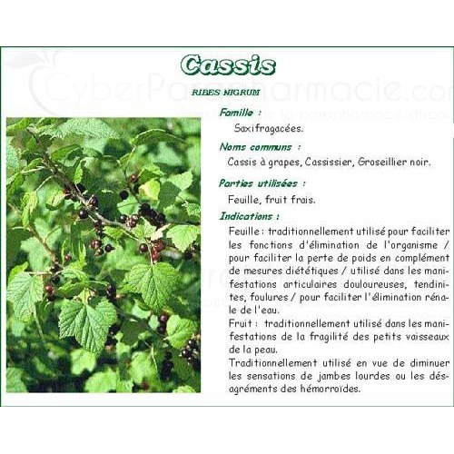 CASSIS PHARMA PLANT blackcurrant leaf, bulk. cut - 250 g bag