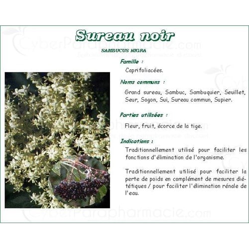 ELDERBERRY FLOWER PLANT PHARMA, elderberry flower, bulk. - 250 g bag