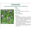 LAVENDER VITAFLOR, Lavender flower, bulk. - Bt 50 g