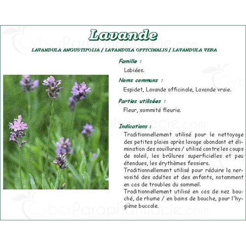 LAVENDER VITAFLOR, Lavender flower, bulk. - Bt 50 g
