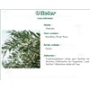 OLIVIER VITAFLOR, Olive leaf, bulk. - Bt 50 g