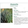 ROSEMARY LEAF PLANT PHARMA, rosemary leaf, bulk. whole - 1 kg bag