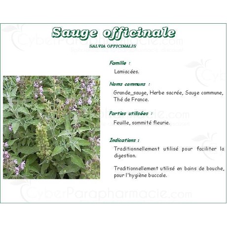 SAGE PHARMA PLANTS Leaf Clary, bulk. cut - 250 g bag