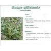 SAGE PHARMA PLANTS Leaf Clary, bulk. whole - Bag 250 g