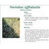 VERVEINE VITAFLOR Leaf verbena tea bags. - Bt 20