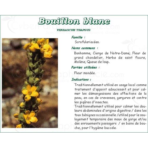BOUILLON BLANC PHARMA PLANTES, Fleur de bouillon blanc, vrac. coupée - sac 250 g