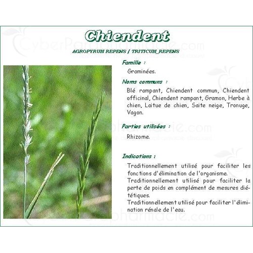 CHIENDENT PHARMA PLANTES, Rhizome de petit chiendent, vrac. coupé - sac 250 g