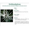 ORTHOSIPHON FEUILLE PHARMA PLANTES, Feuille d'orthosiphon, vrac. - coupée sac 250 g