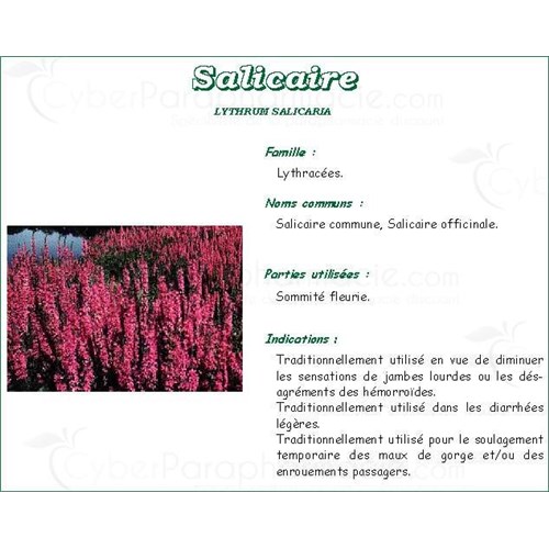 SALICAIRE PHARMA PLANTES, Sommité fleurie de salicaire, vrac. - sac 250 g