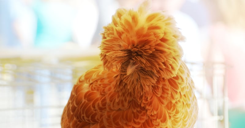 La poule padoue, une élégante au port de reine pour votre basse-cour