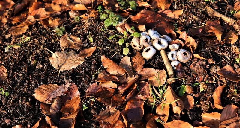 Champignons surgelés vs frais : le verdict après des années