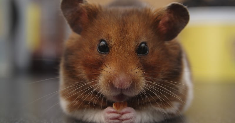 Le hamster doré, ce petit roi méconnu : tout savoir pour bien l'élever
