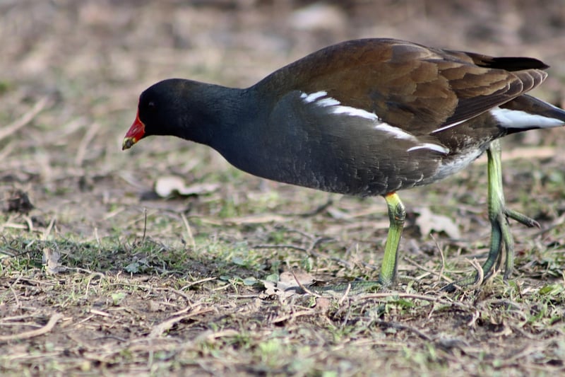 oiseau d'eau
